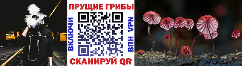купить  цена  Зеленоградск  Псилоцибиновые грибы GOLDEN TEACHER 